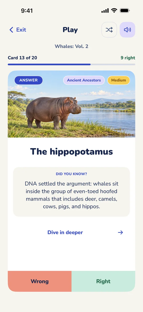 An answer card in the app: The hippopotamus, with a Did you know? fact, Dive in deeper, and Wrong and Right buttons.